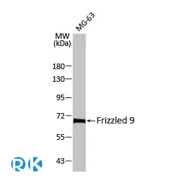 Frizzled 9 antibody [HL1675]